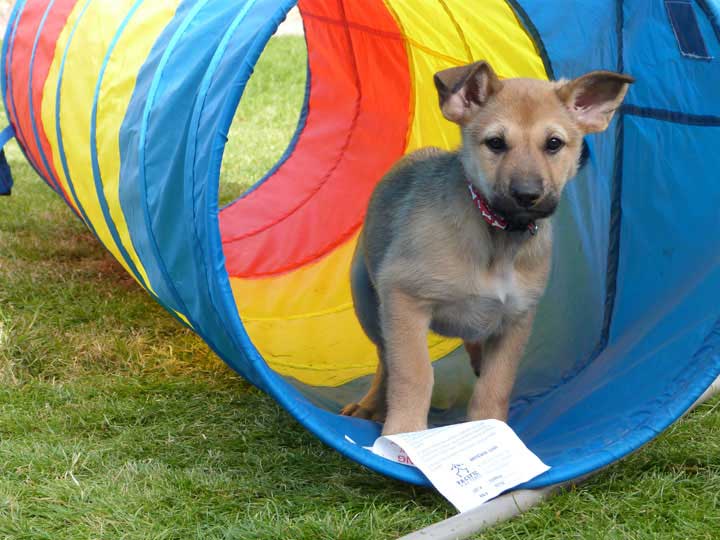 chinook dog